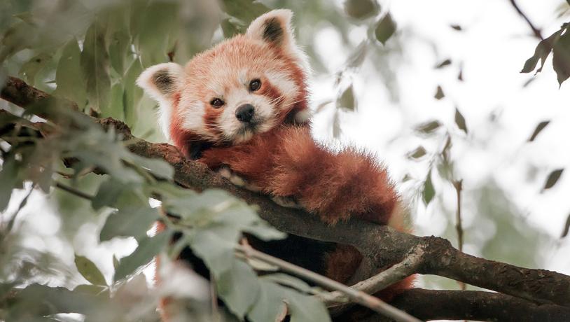 Roter Panda im Odense ZOO