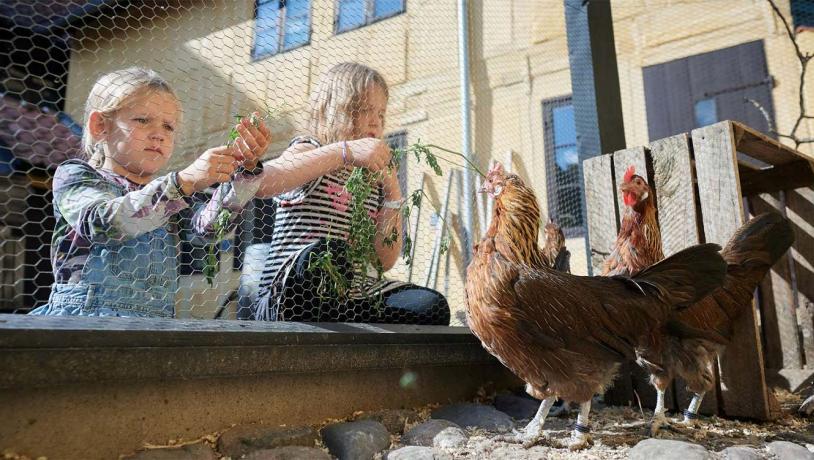 Hinterhof der Kinder mit Hühner