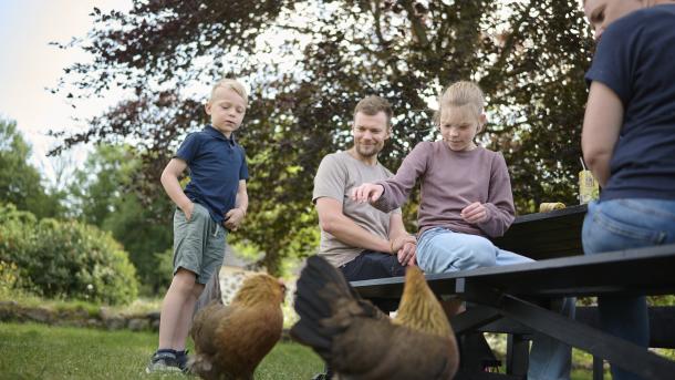 Familie i Den fynske landsby med høns