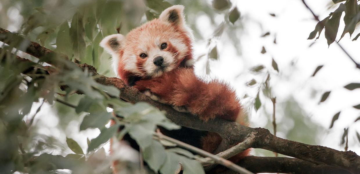 Roter Panda im Odense ZOO