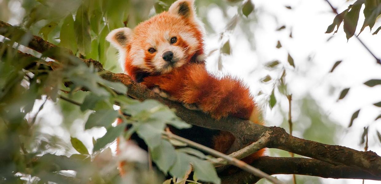 Roter Panda im Odense ZOO