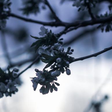 Skumringsbillede kirsebaerblomster